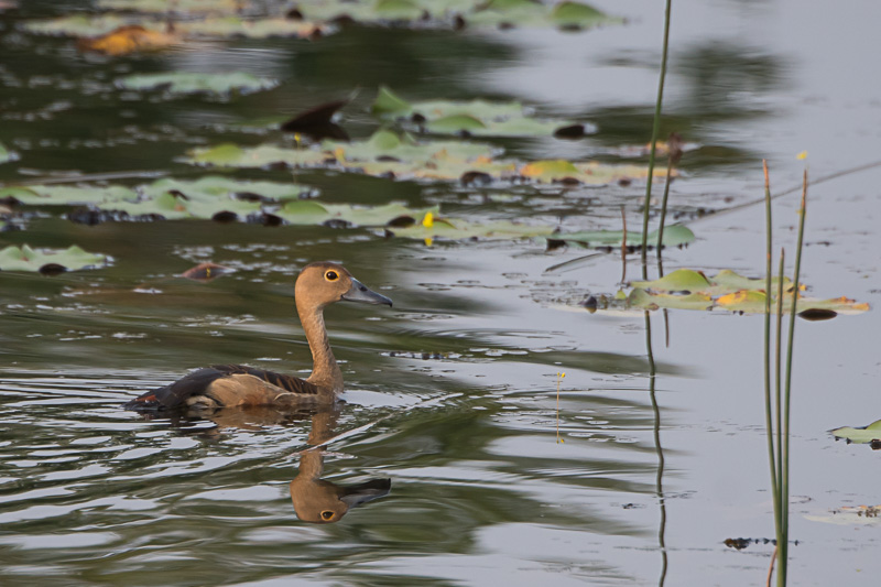 Indische Fluiteend